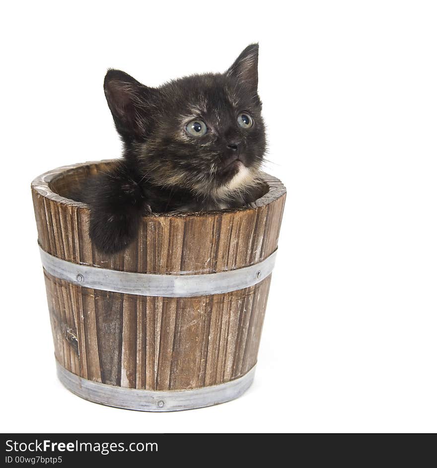 Kitten in a flower pot