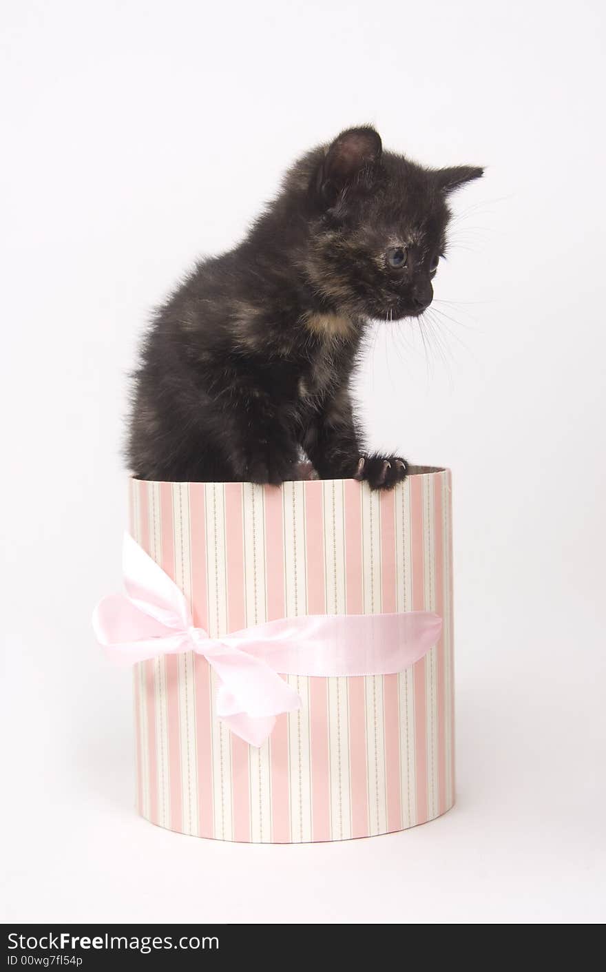 Kitten in a gift box