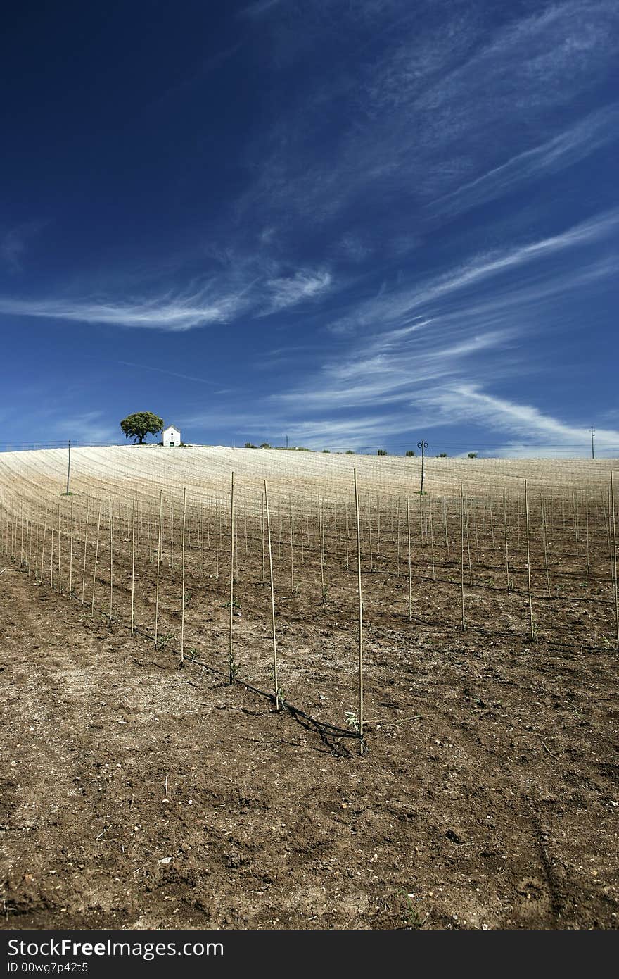 Hilltop vineyard in hot summer day with deep blue