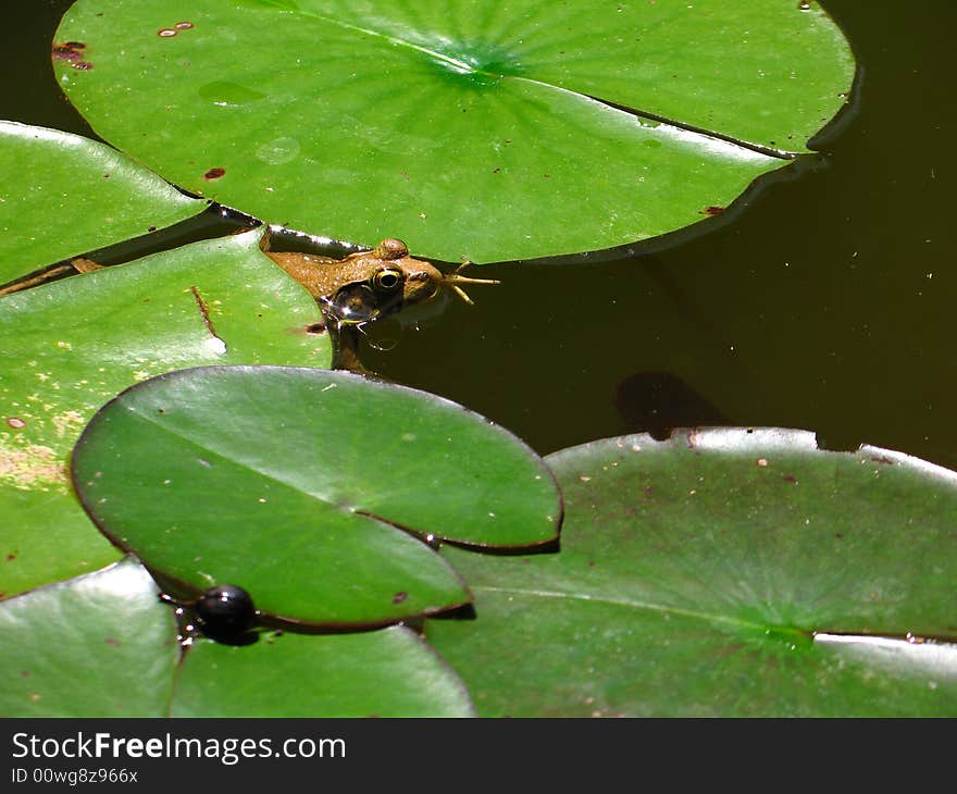 Frog Peeking Out