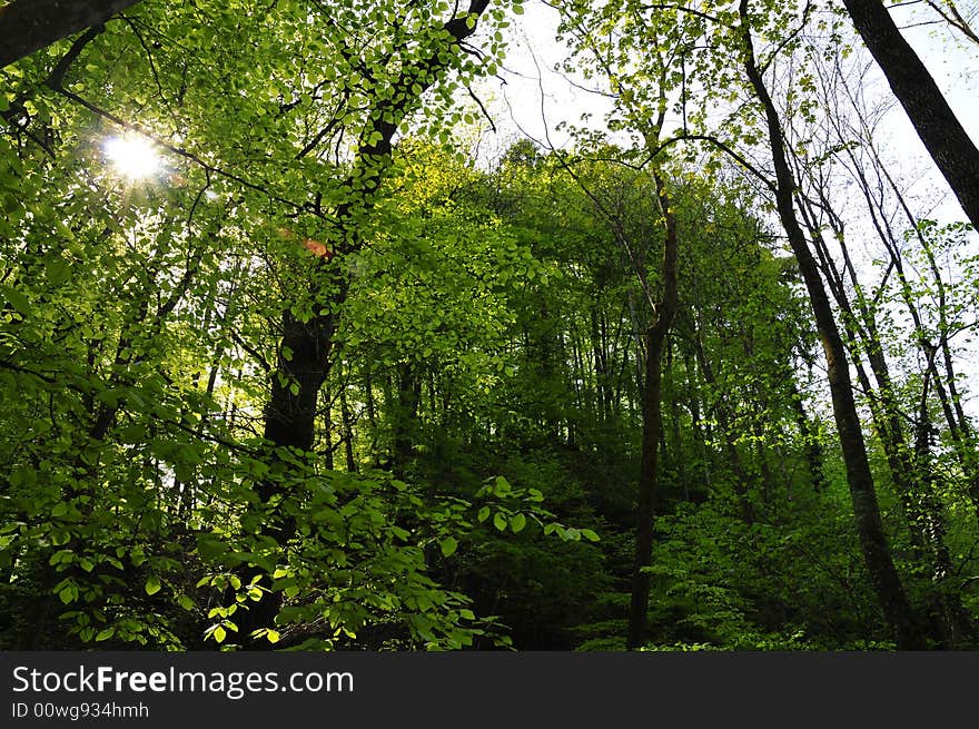 Trees and sun in Kreuzlingen. Trees and sun in Kreuzlingen