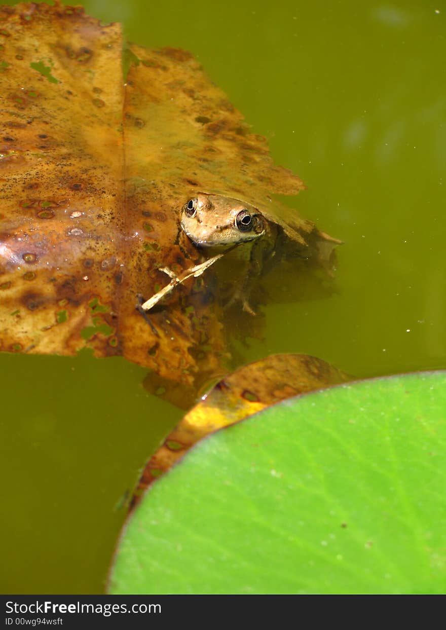 Frog Hiding In Plain Sight