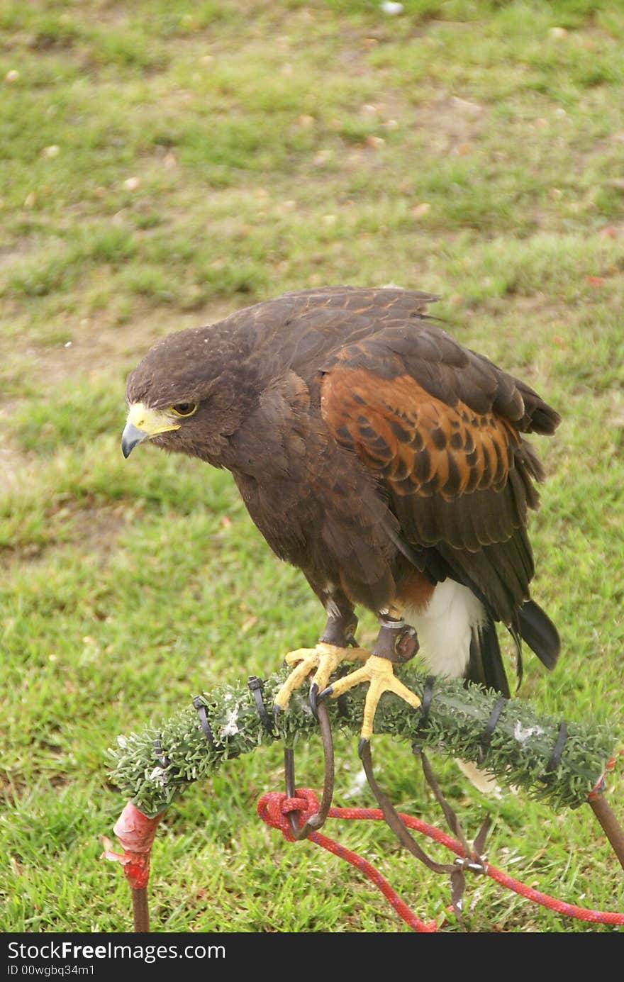 Buzzard close up. Isle of Wight