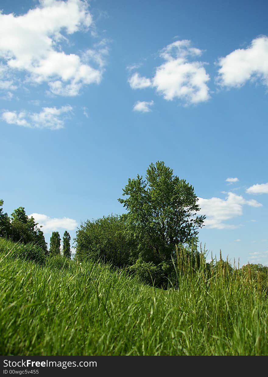 Landscape. A green grass, trees and the blue sky