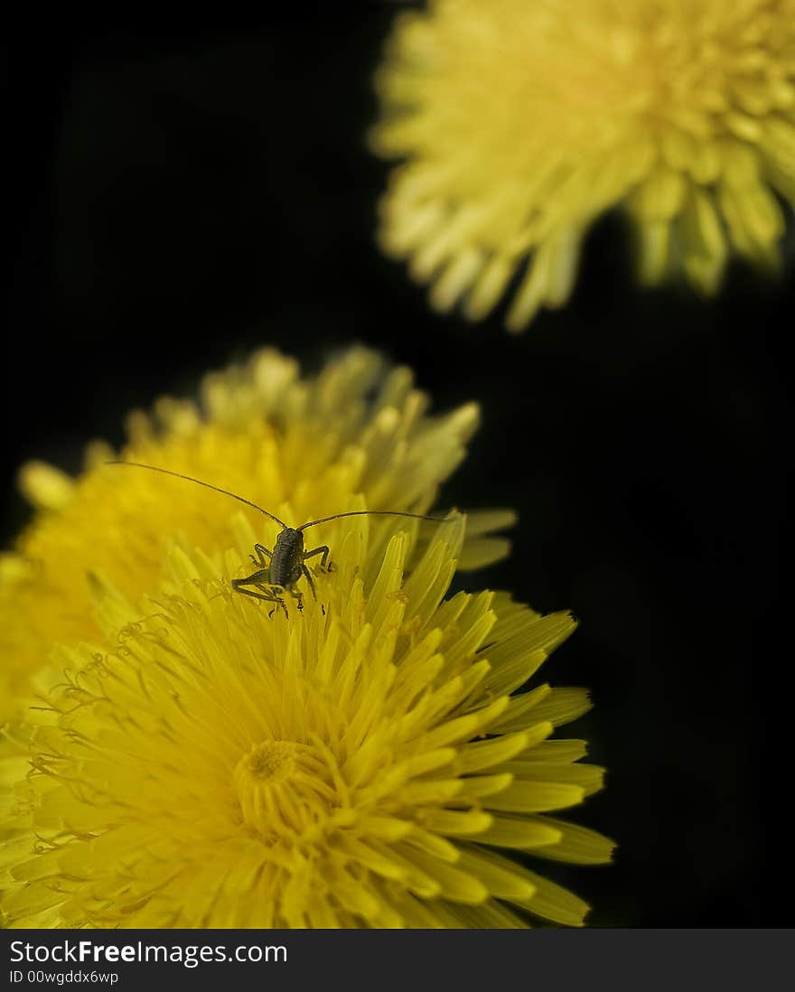 Two flowers with a tiny insect. Two flowers with a tiny insect