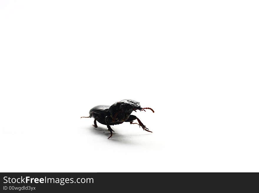 Isolated shot of a black beetle on white background