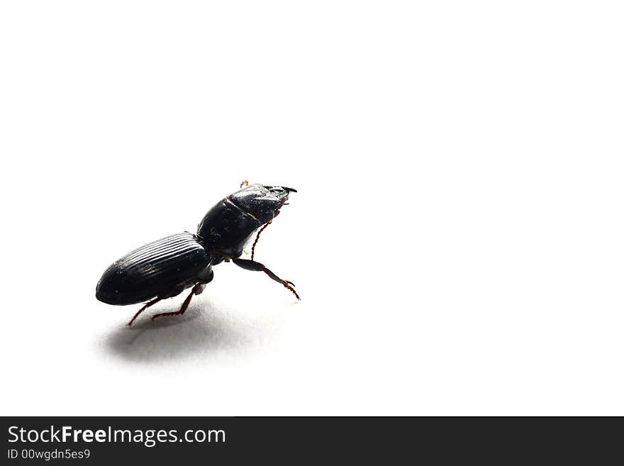 Isolated shot of a black beetle on white background