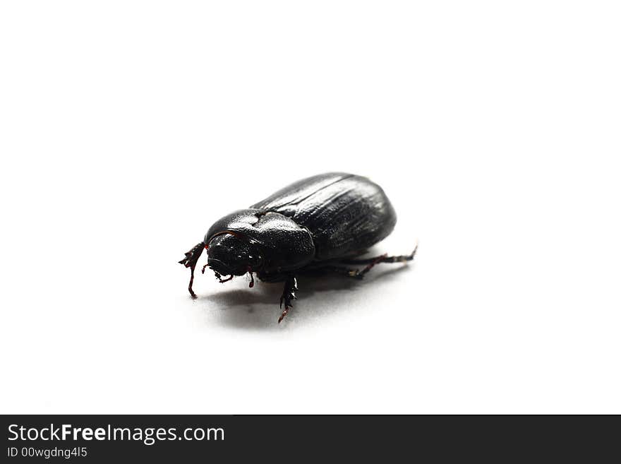 Isolated shot of a black beetle on white background