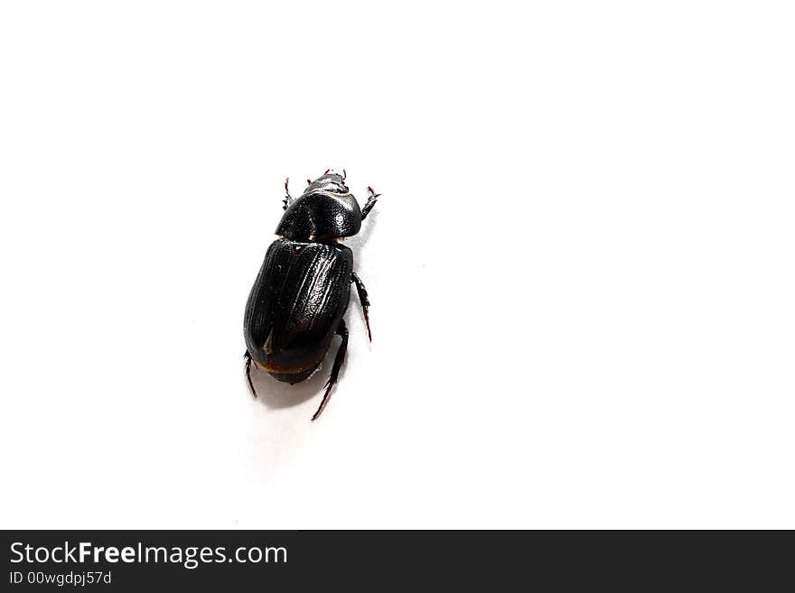 Isolated shot of a black beetle on white background