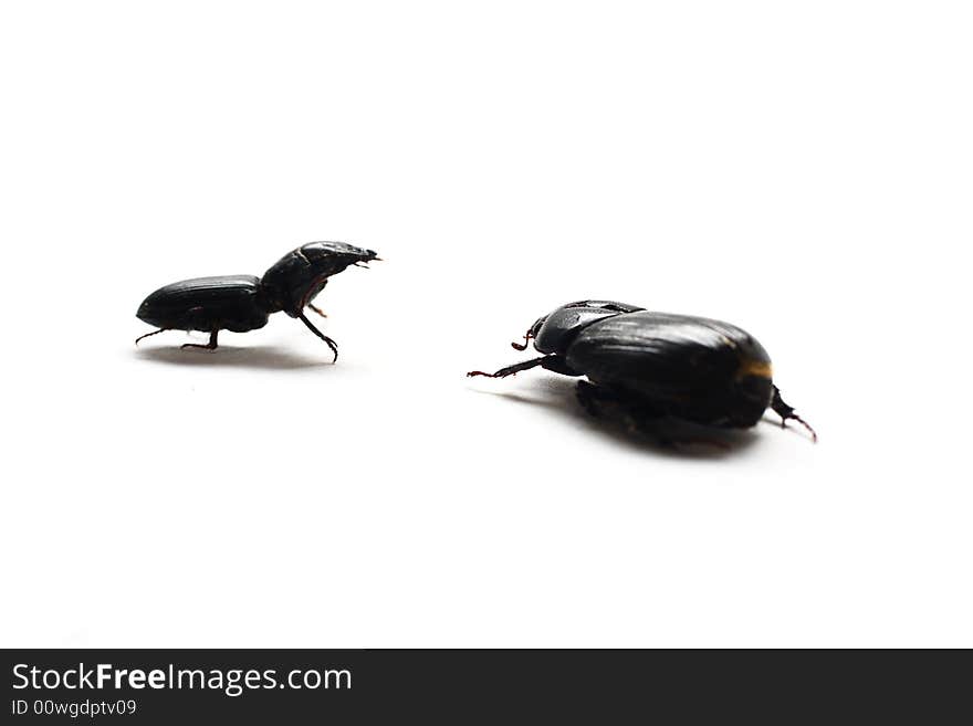 Isolated shot of a couple of black beetles on white background