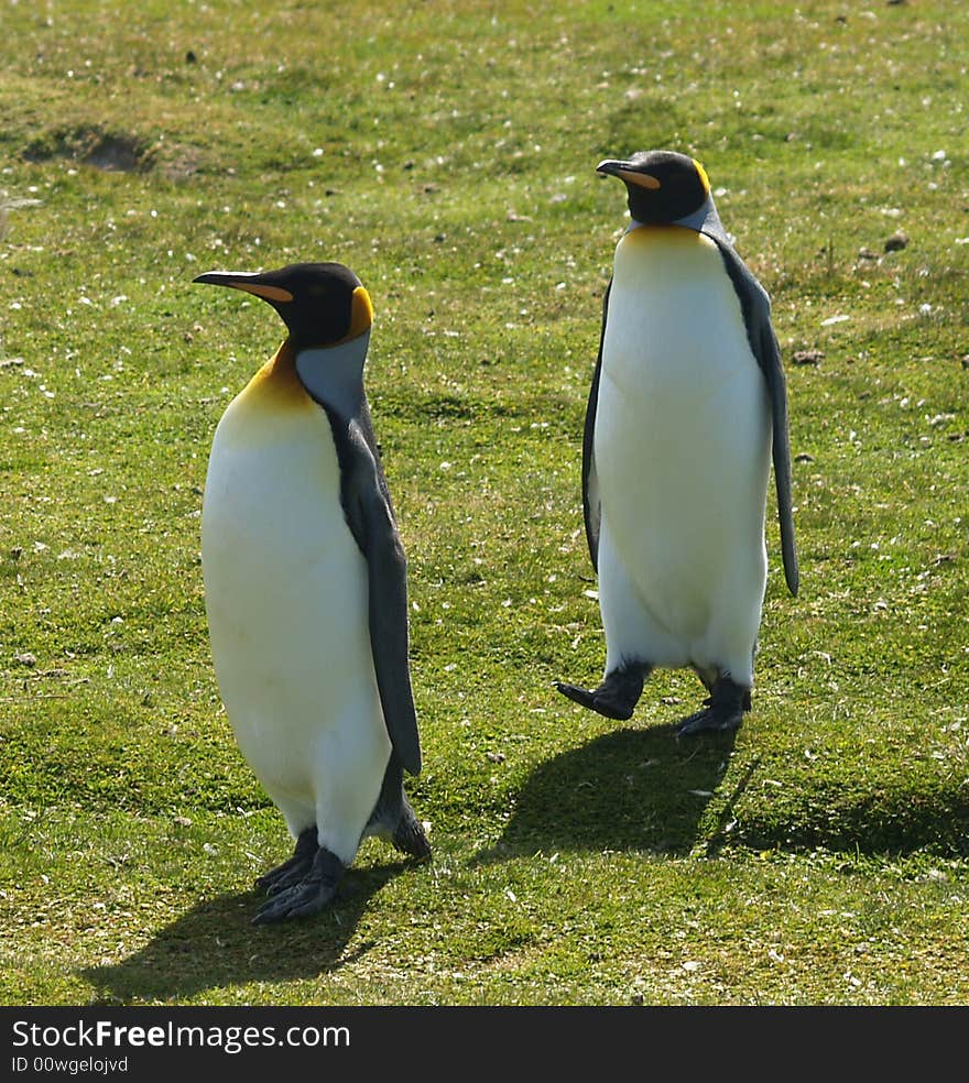 King penguin pair walking toward my wife, ultimately standing two feet from her. King penguin pair walking toward my wife, ultimately standing two feet from her.