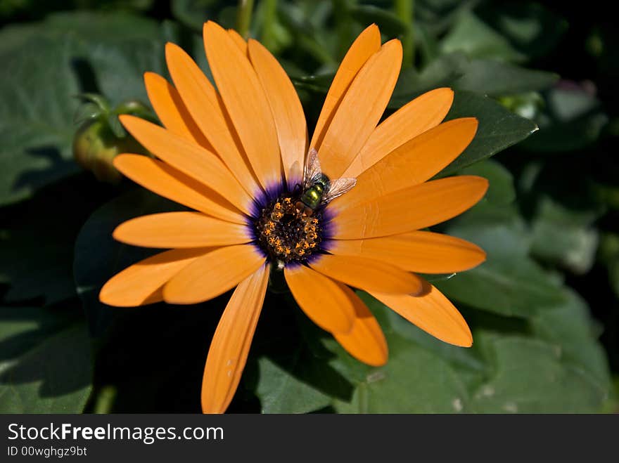 Orange flower green fly