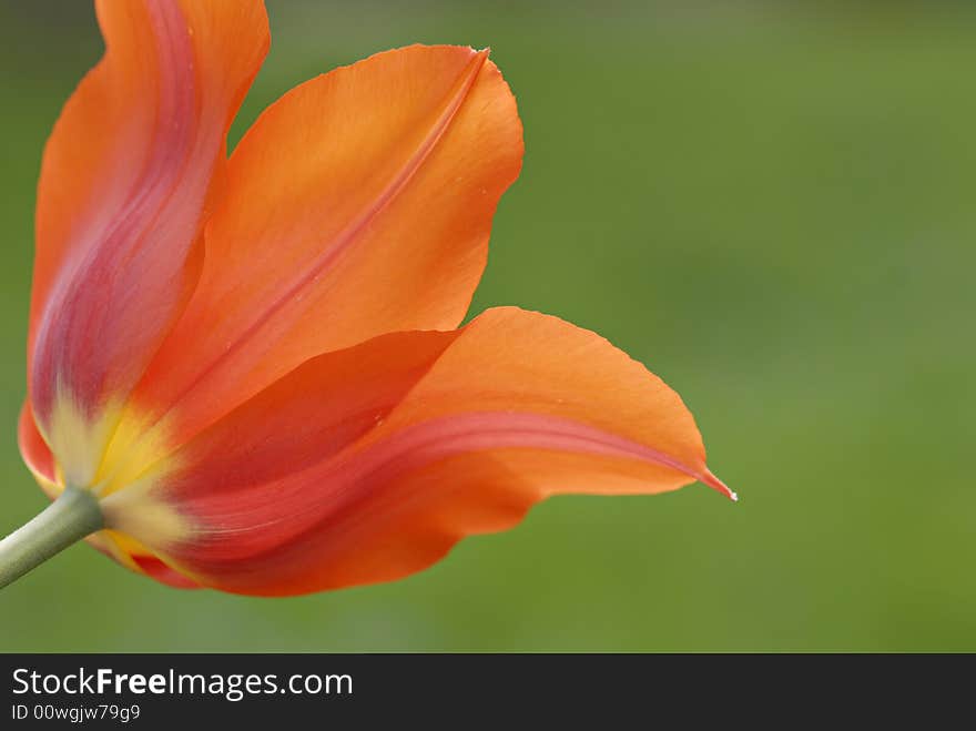 Close-up of orange tulip in full bloom with green background. Close-up of orange tulip in full bloom with green background.