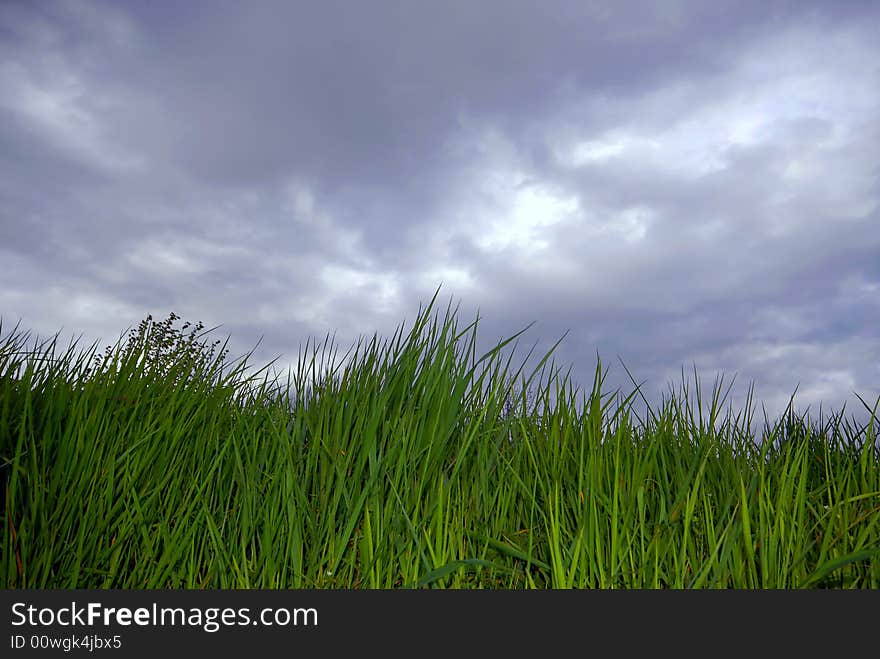 Grass and a cloudy sky