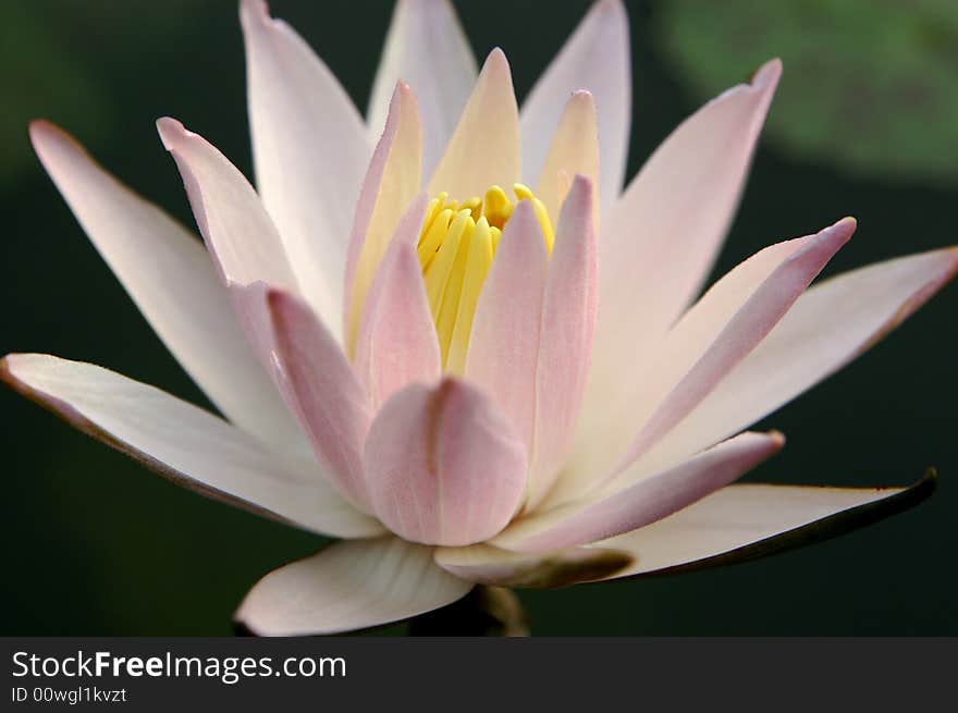 I had captured this water lily in Singapore Botanical Garden during the weekend