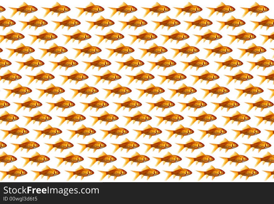 A background of lots of goldfish. A background of lots of goldfish