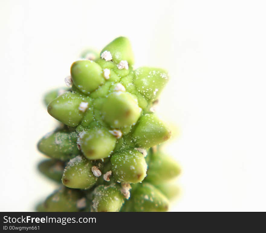 A close up of pollen on the pistil of a flower