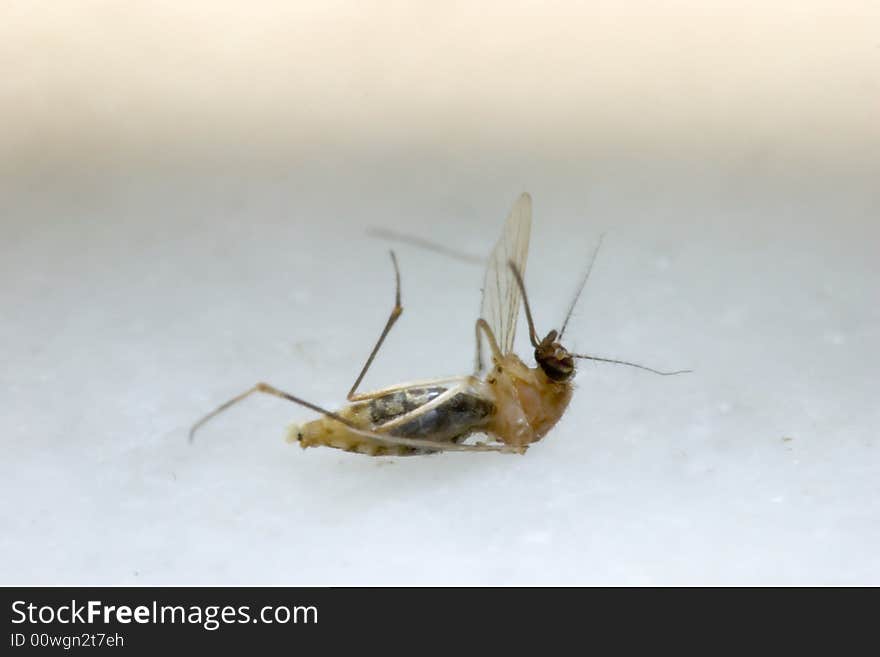 An asian mosquitoes get killed lying on the floor. An asian mosquitoes get killed lying on the floor.