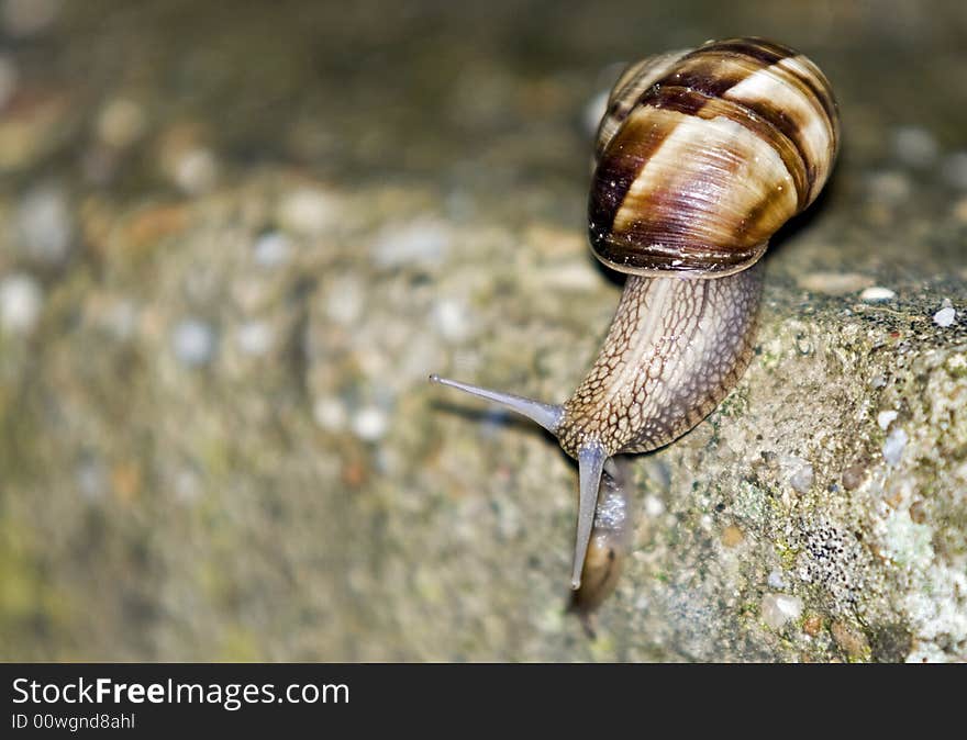 Close up shot of a snail