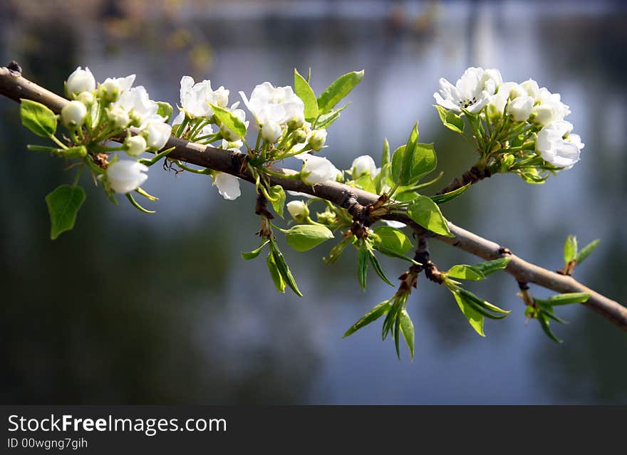 Blossom apple-tree branch close-up