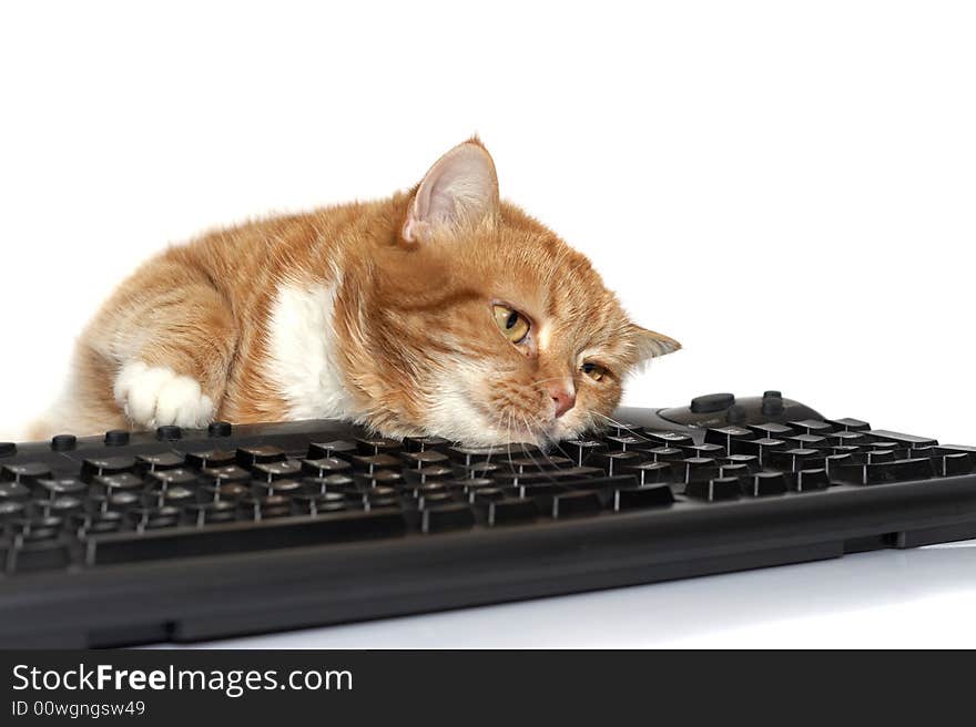 The red cat lays on the keyboard