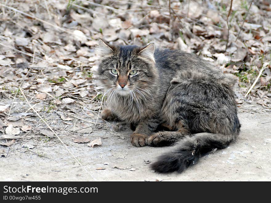 Grey cat with beautiful eyes