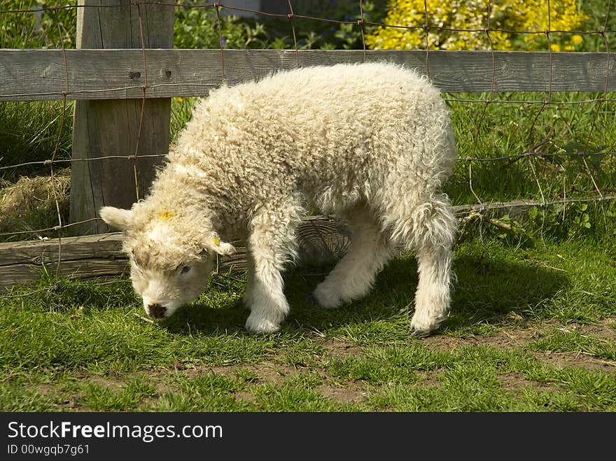 Greyface Dartmoor lamb grazing on grass, British rare breed, May, UK. Greyface Dartmoor lamb grazing on grass, British rare breed, May, UK.