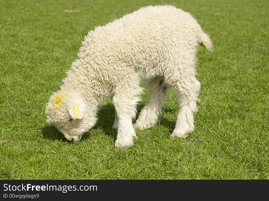 Greyface Dartmoor lamb grazing on grass, British rare breeds, May, UK. Greyface Dartmoor lamb grazing on grass, British rare breeds, May, UK.