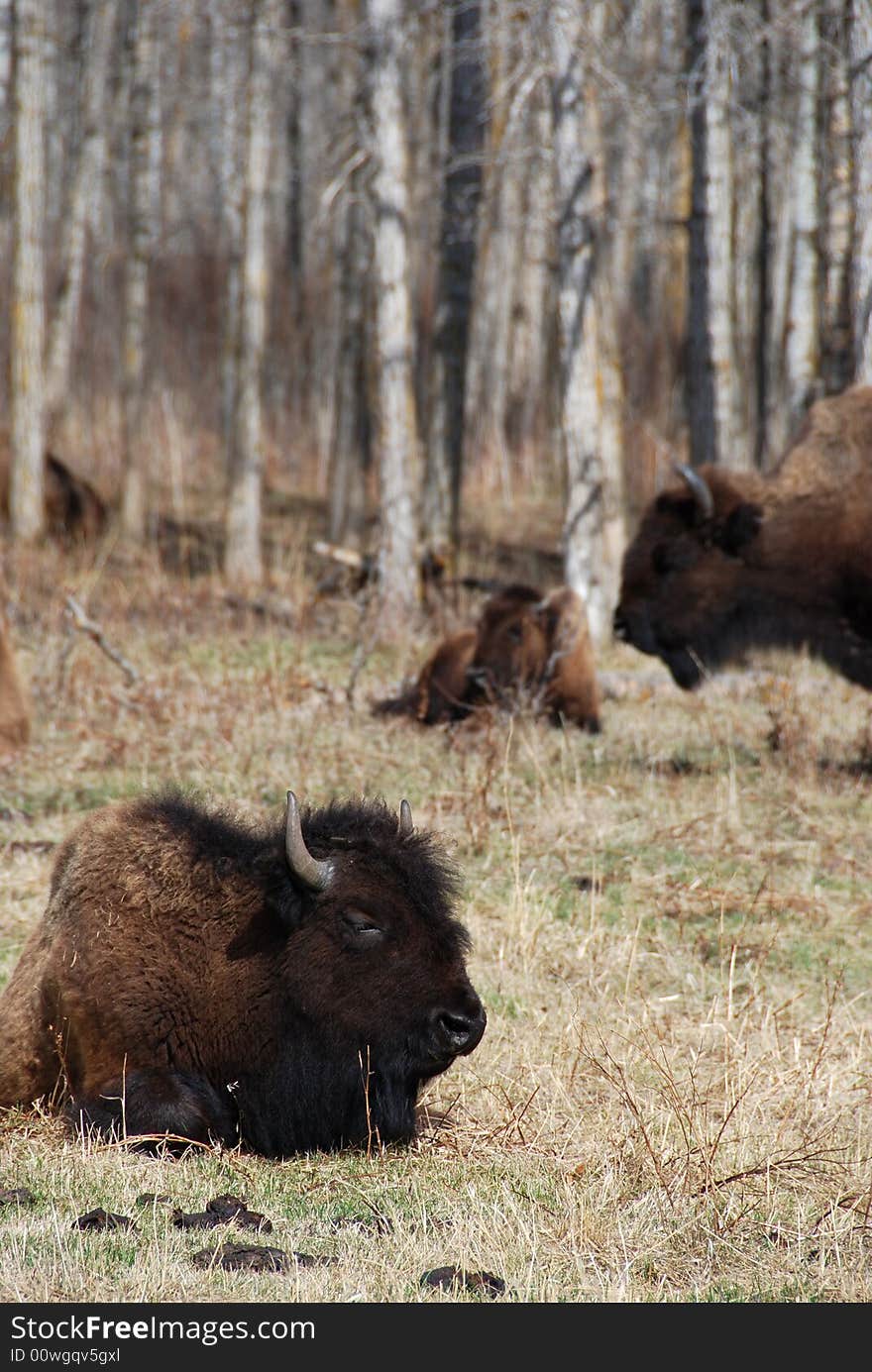 Bison herd