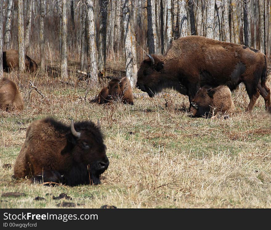 Bison Herd