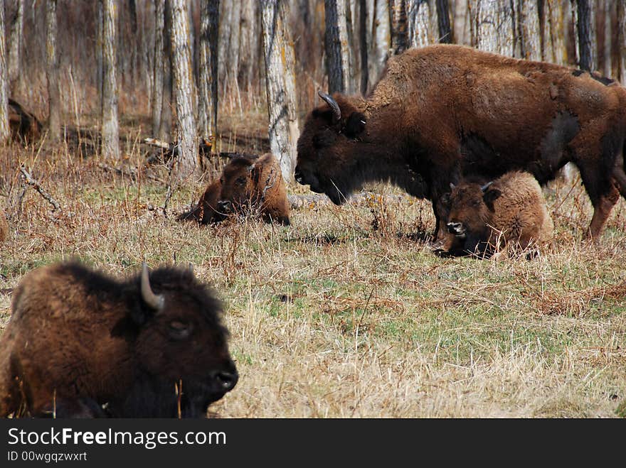 Bison eating grass on the farm. Bison eating grass on the farm