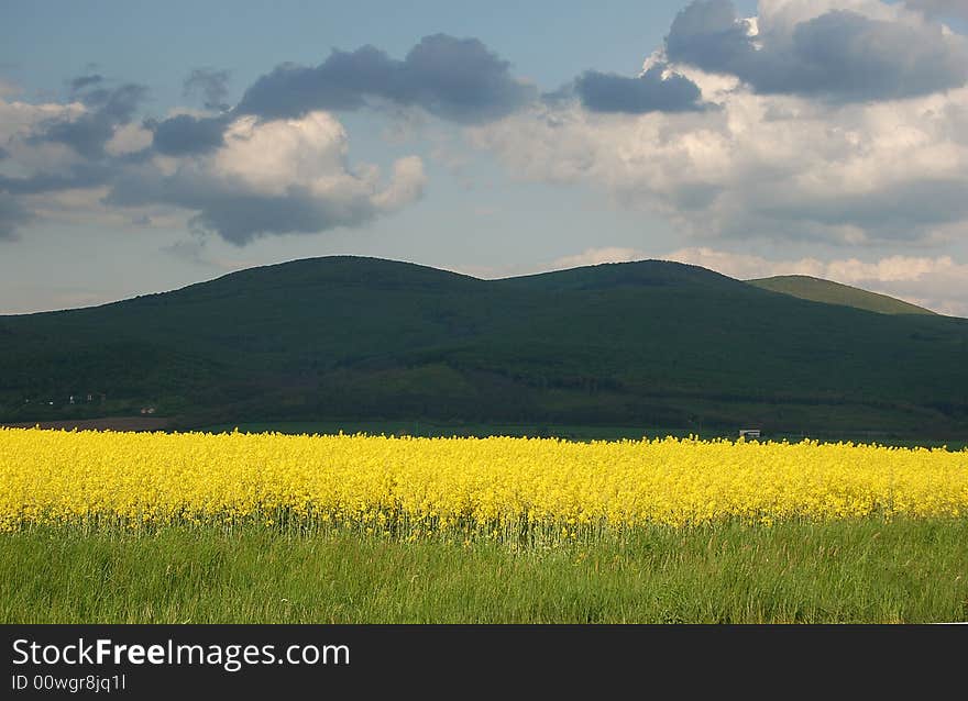 Yellow fields