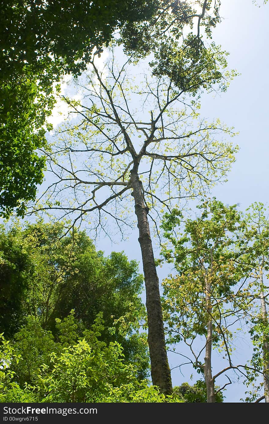 Tropical green tree at asian rainforest, Thailand