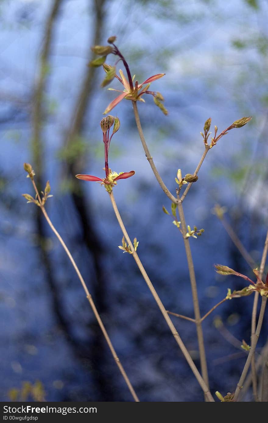 Early Leaves