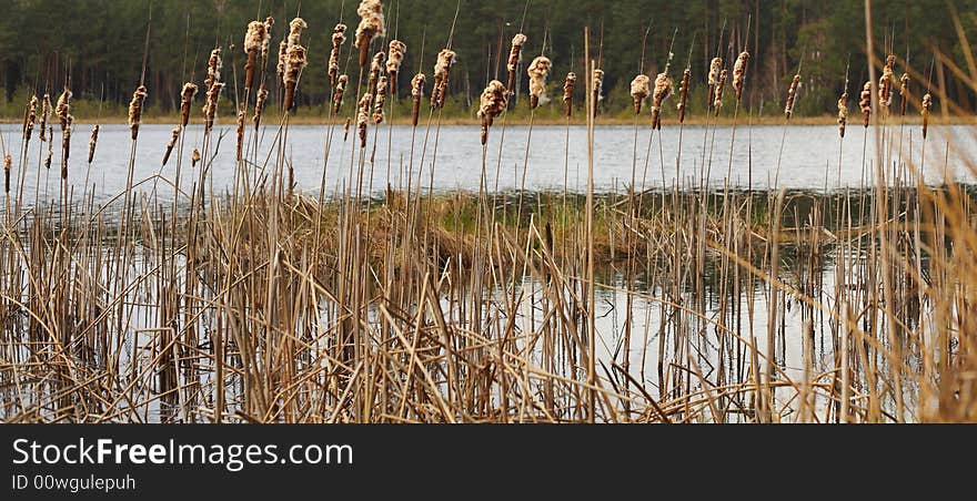 An image of a brown rush in a lake