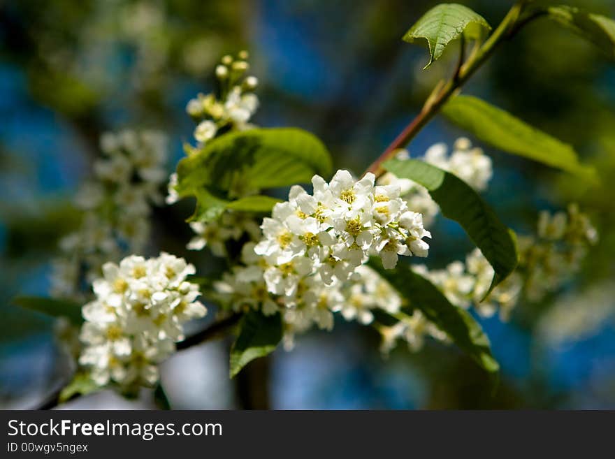 Tree flowers and leafs