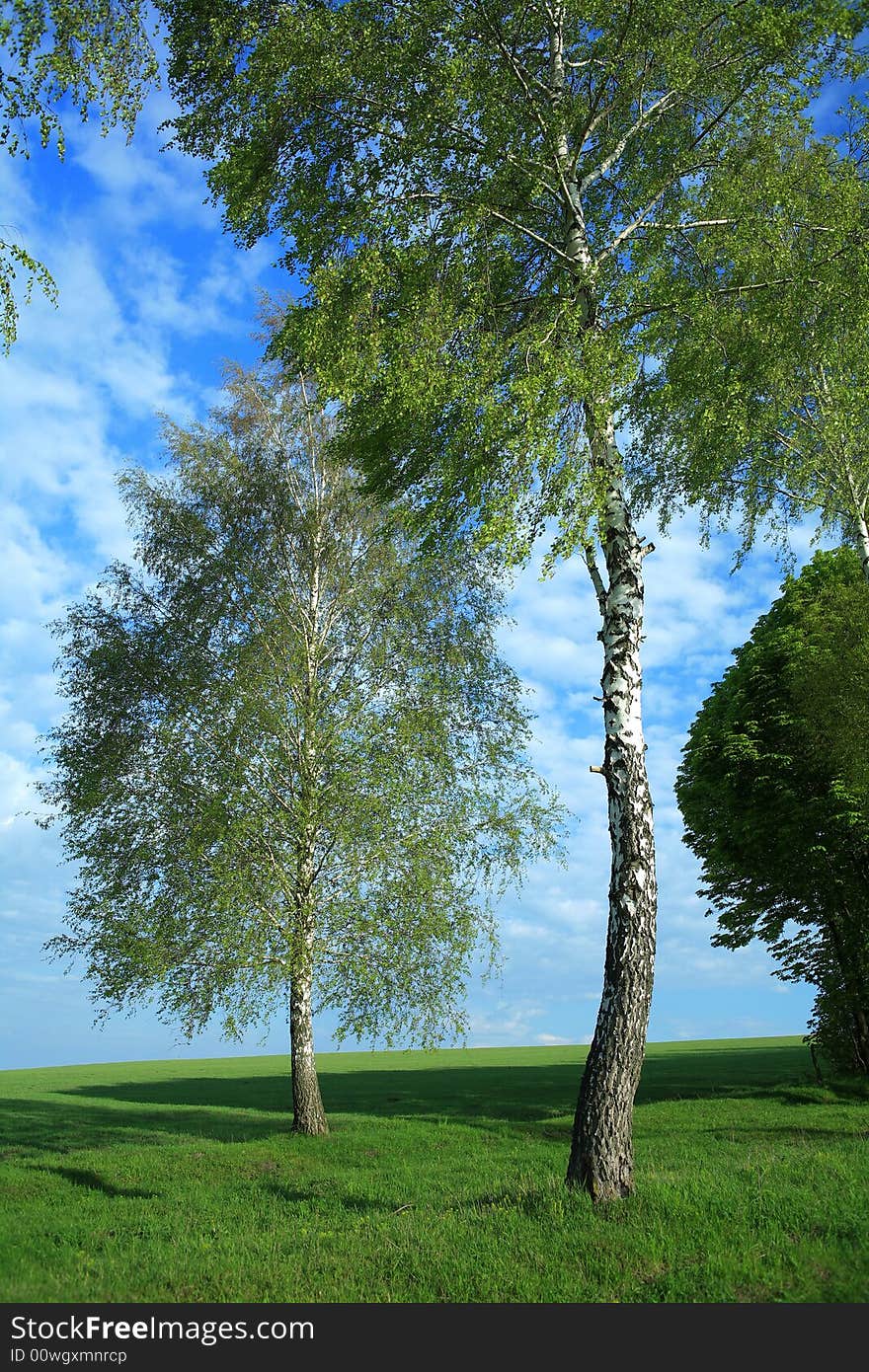 An image of two birches in the field