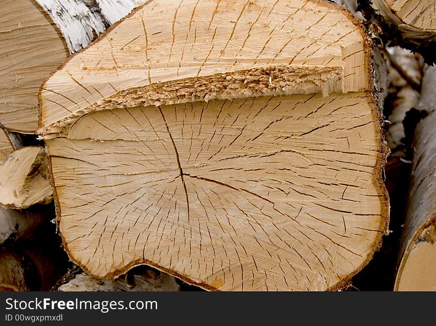 Cat trees,   texture of  white birch, stump texture tree