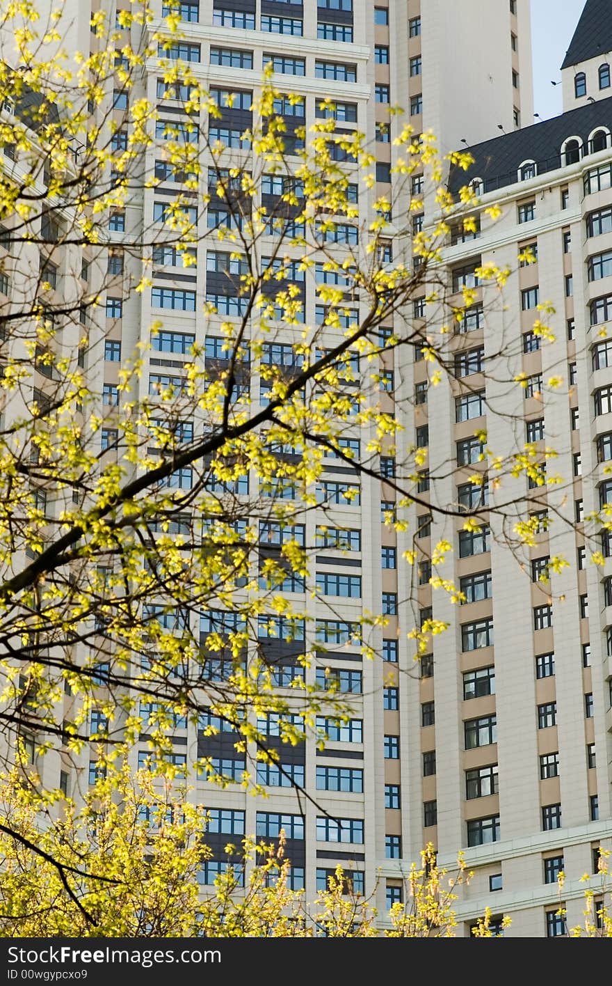 View on a high building, branch of tree