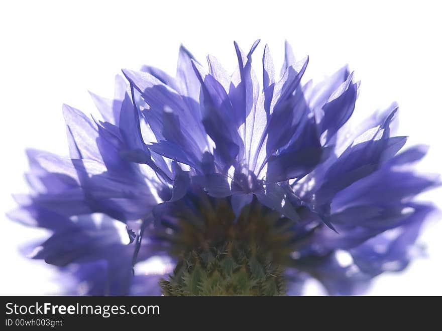 Close up shot of blue flower