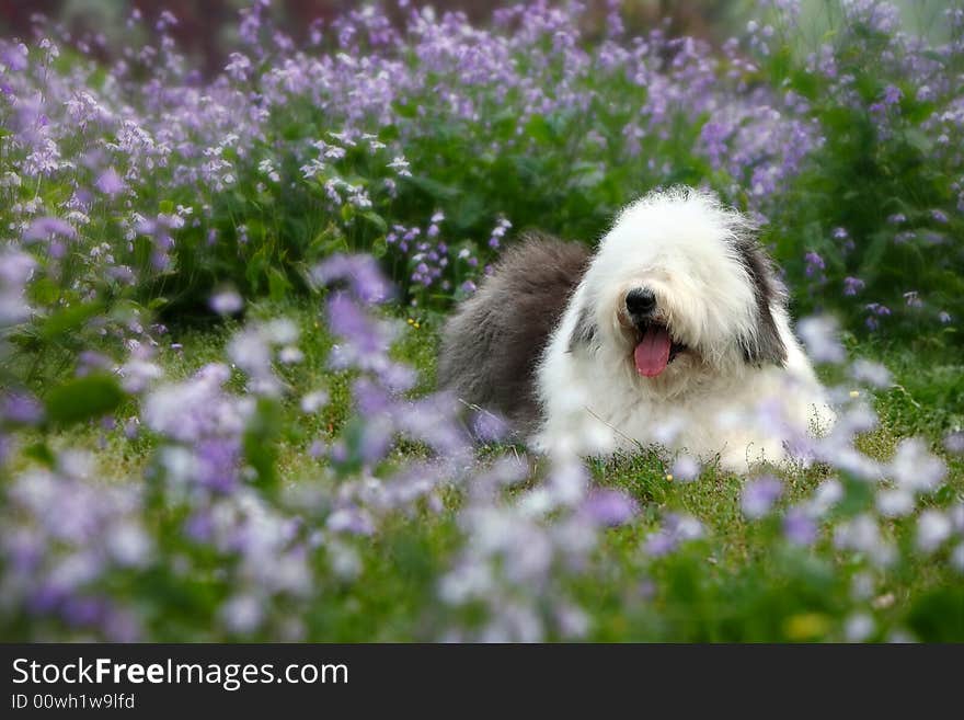 English old sheepdog