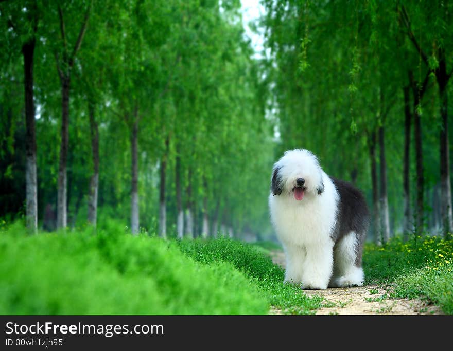 A beautiful English old sheepdog,outdoors