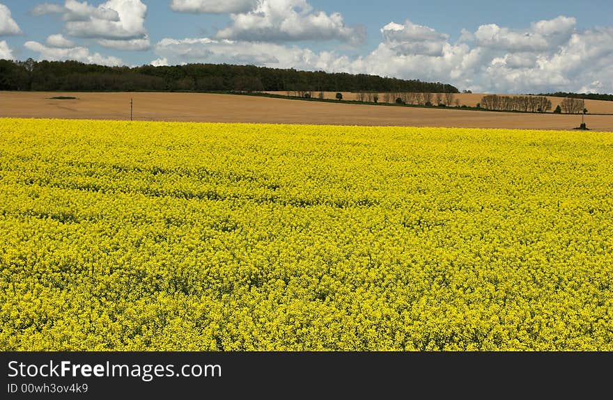 Oil rape fields