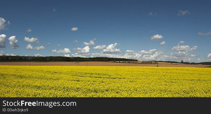 Oil rape fields