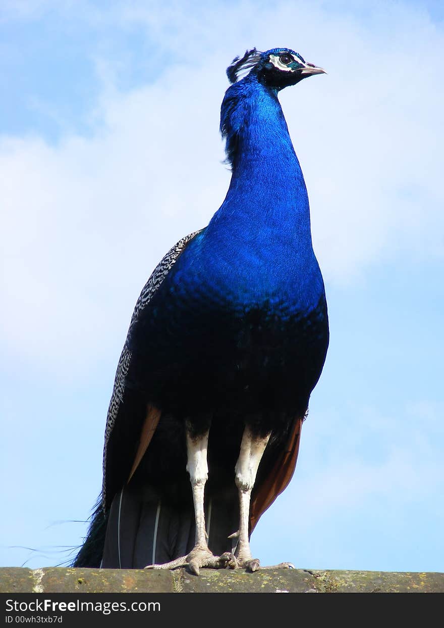 Close up photo of a Peacock standing on a wall. Close up photo of a Peacock standing on a wall