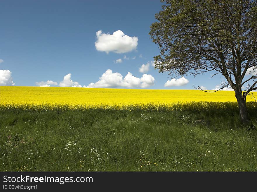 Tree and oil rape fields