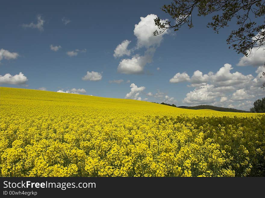 Fields and blue sky