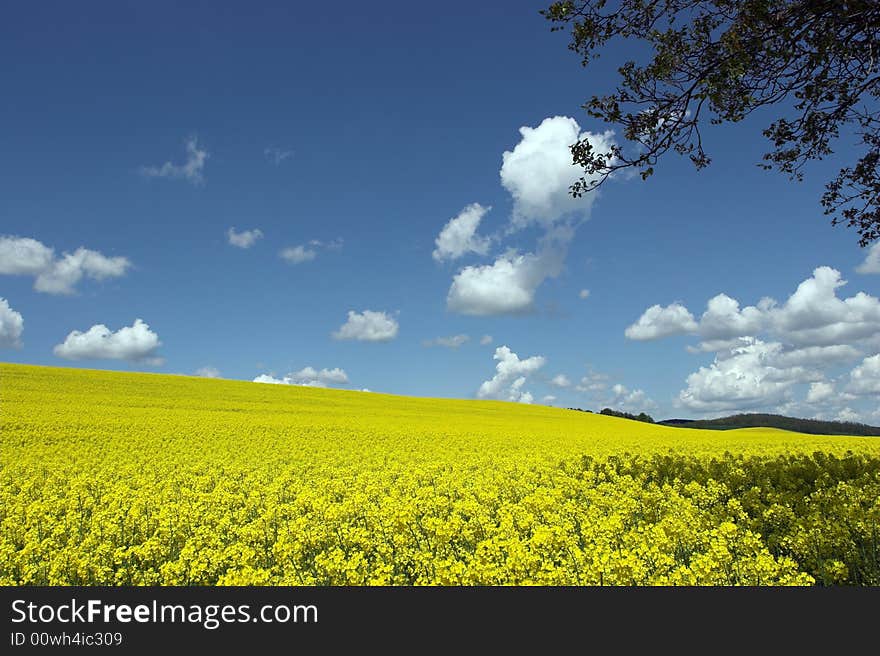 Oil Rape Fields