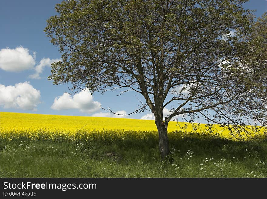 Oil rape field and tree