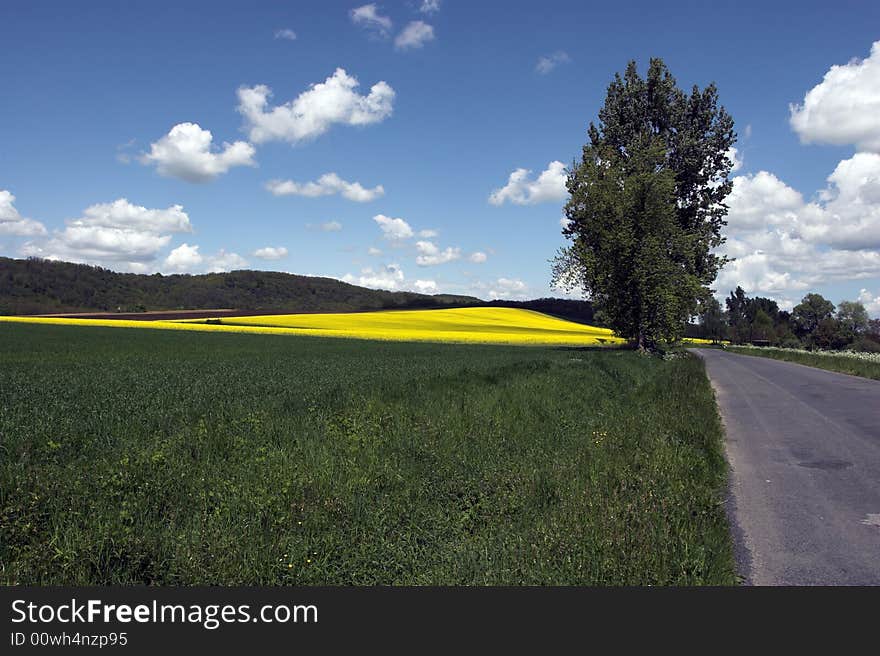 Road In Midle Of Oil Rape Fields